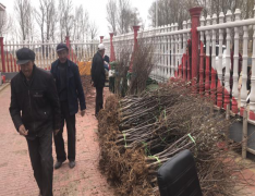 天镇县二十里铺村趟出了一条“庭院经济”发展之路